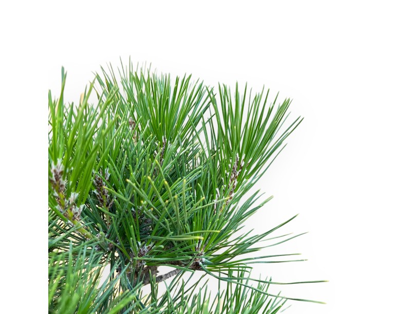 Pinus Thunbergii - Schwarzkiefer - 45 cm