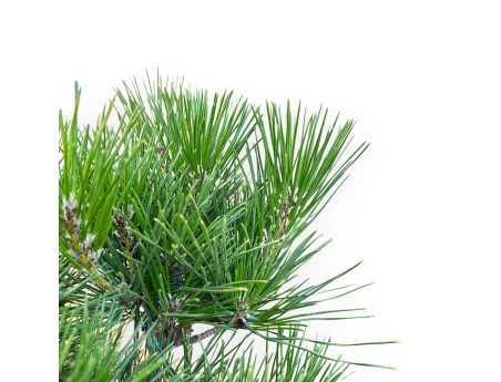 Pinus Thunbergii - Zwarte den - 45 cm