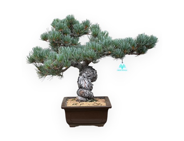 Pinus Pentaphylla - Pino a cinque aghi - 43 cm 2