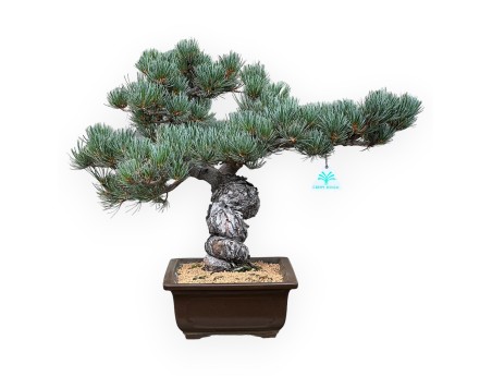 Pinus Pentaphylla - Kiefer - 43 cm