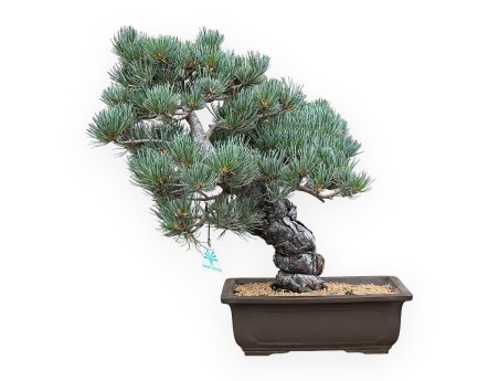 Pinus Pentaphylla - Pine five needles - 43 cm