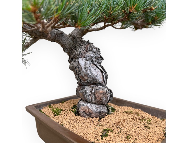 Pinus Pentaphylla - Pin à cinq aiguilles - 43 cm