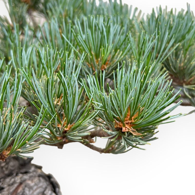 Pinus Pentaphylla - Pino a cinque aghi - 43 cm