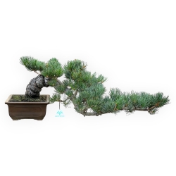 Pinus Pentaphylla - Pino a cinque aghi - 26 cm