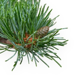 Pinus Pentaphylla - Pino a cinque aghi - 26 cm