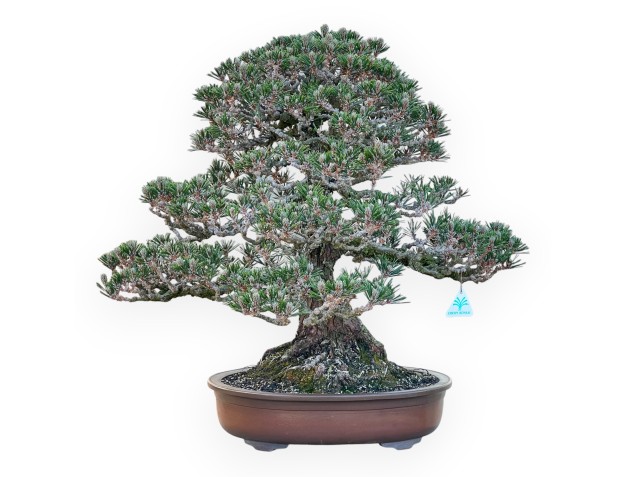 Pinus Thunbergii Kotobuki - Pin Noir - 61 cm