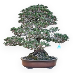 Pinus Thunbergii Kotobuki - Pino Nero - 61 cm