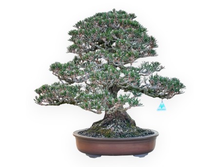 Pinus Thunbergii Kotobuki - Black Pine - 61 cm