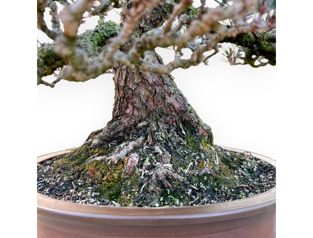 Pinus Thunbergii Kotobuki - Pin Noir - 61 cm 2