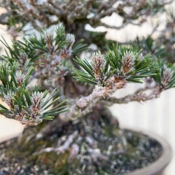 Pinus Thunbergii Kotobuki - Pino Nero - 61 cm