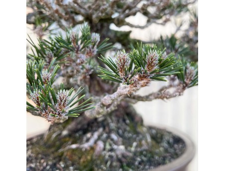Pinus Thunbergii Kotobuki - Black Pine - 61 cm