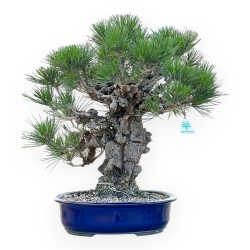 Pinus Thunbergii Corticosa - Black Pine - 50 cm