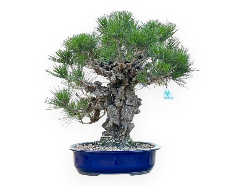 Pinus Thunbergii Corticosa - Schwarzkiefer - 50 cm