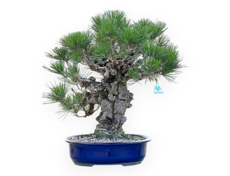 Pinus Thunbergii Corticosa - Schwarzkiefer - 50 cm