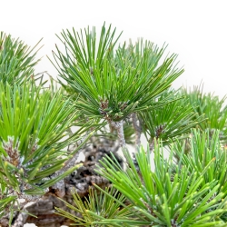 Pinus Thunbergii Corticosa - Black Pine - 50 cm