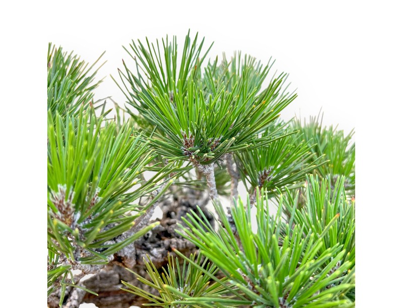 Pinus Thunbergii Corticosa - Zwarte den - 50 cm