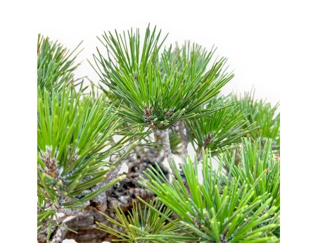 Pinus Thunbergii Corticosa - Pin Noir - 50 cm