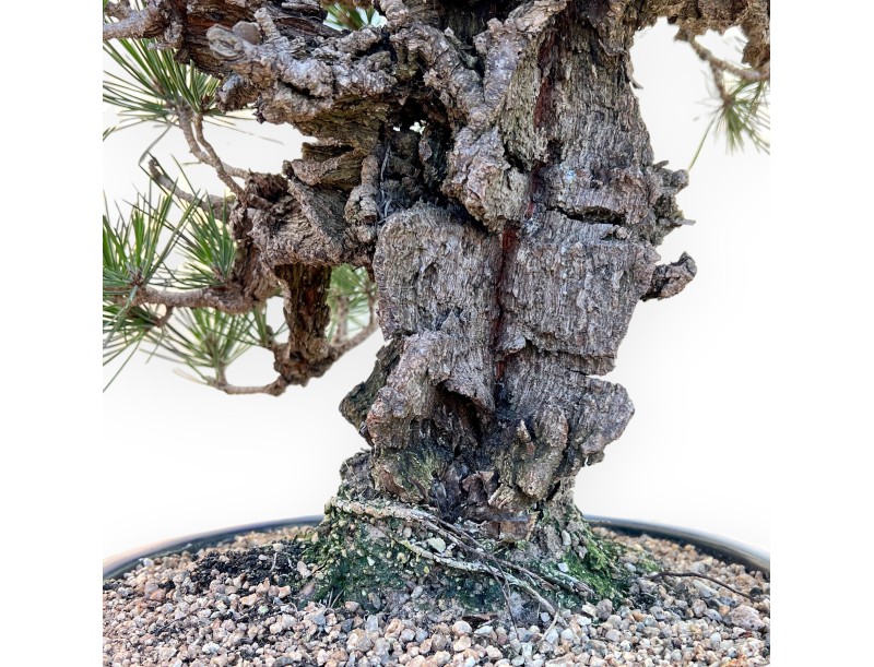 Pinus Thunbergii Corticosa - Zwarte den - 50 cm