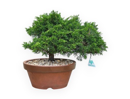 Juniperus Chinensis Itoigawa - Jeneverbes - 30 tot 39 cm