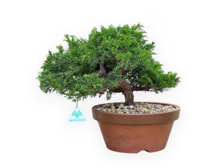 Juniperus Chinensis Itoigawa - Jeneverbes - 30 tot 39 cm