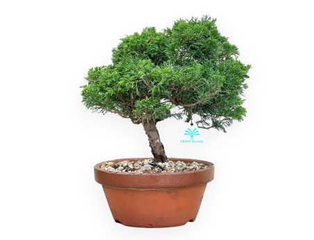 Juniperus Chinensis Itoigawa - Jeneverbes - 30 tot 39 cm