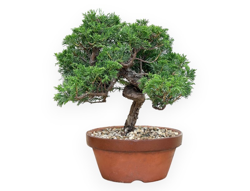 Juniperus Chinensis Itoigawa - Jeneverbes - 30 tot 39 cm