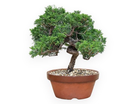Juniperus Chinensis Itoigawa - Jeneverbes - 30 tot 39 cm
