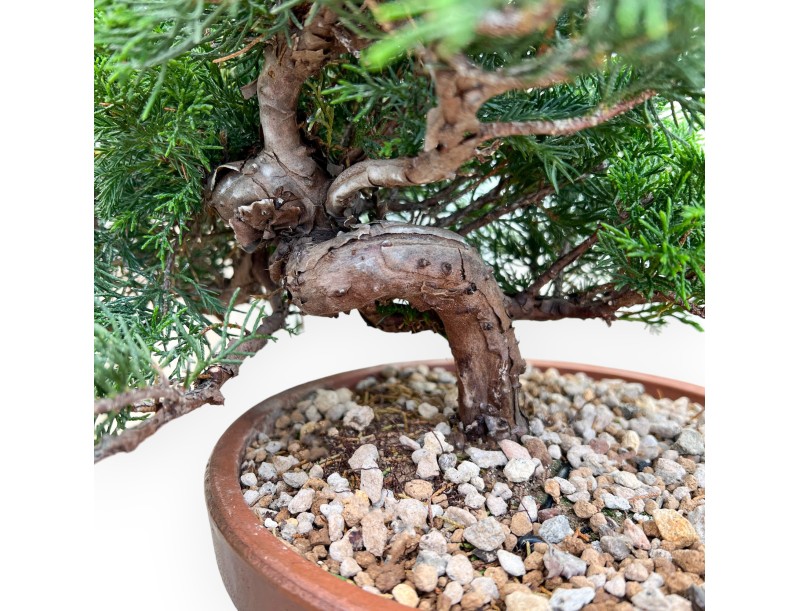 Juniperus Chinensis Itoigawa - Jeneverbes - 30 tot 39 cm
