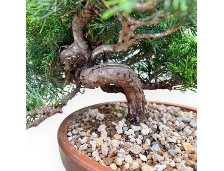 Juniperus Chinensis Itoigawa - Jeneverbes - 30 tot 39 cm