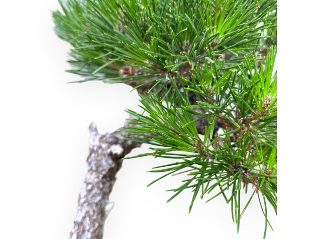 Pinus Thunbergii - Pin Noir - 49 cm 2
