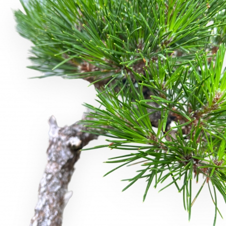 Pinus Thunbergii - Black Pine - 49 cm