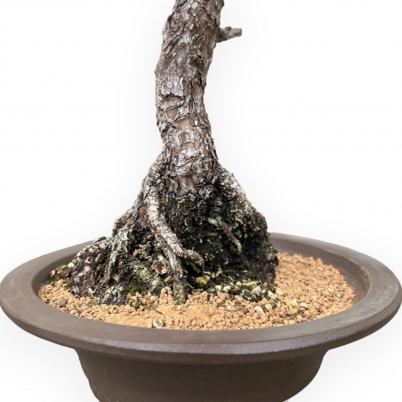 Pinus Thunbergii - Pino Nero - 49 cm