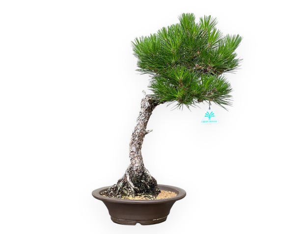 Pinus Thunbergii - Pino Nero - 49 cm
