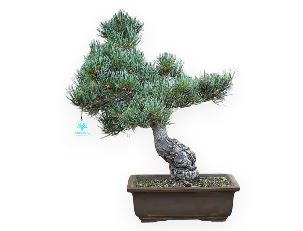 Pinus Pentaphylla - Pine five needles - 48 cm