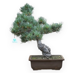 Pinus Pentaphylla - Pino a cinque aghi - 48 cm