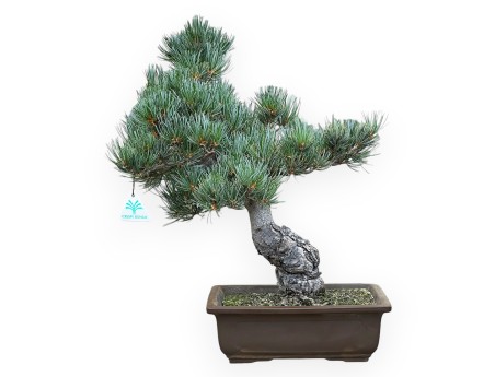 Pinus Pentaphylla - Kiefer - 48 cm