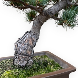 Pinus Pentaphylla - Pino a cinque aghi - 48 cm