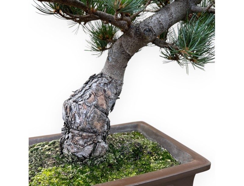 Pinus Pentaphylla - Kiefer - 48 cm