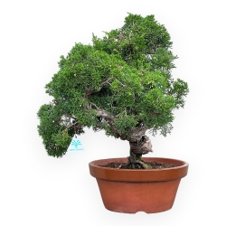 Juniperus Chinensis Kishu - Jeneverbes - 48 cm