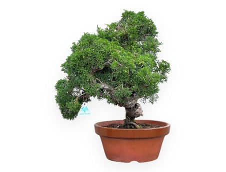 Juniperus Chinensis Kishu - Ginepro - 48 cm