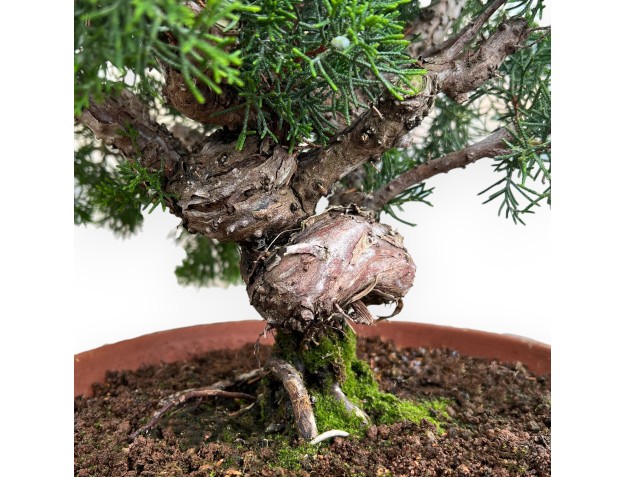 Juniperus Chinensis Kishu - Enebro - 48 cm 2