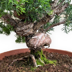 Juniperus Chinensis Kishu - Jeneverbes - 48 cm