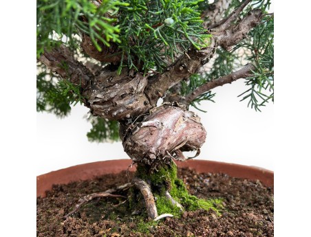 Juniperus Chinensis Kishu - Jeneverbes - 48 cm