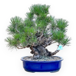 Pinus Thunbergii Corticosa - Pino Nero - 45 cm