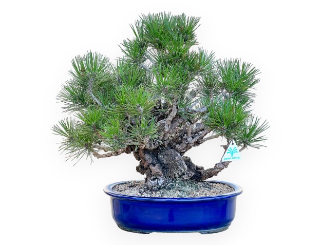 Pinus Thunbergii Corticosa - Zwarte den - 45 cm