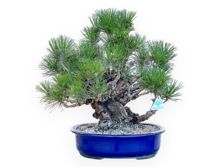 Pinus Thunbergii Corticosa - Zwarte den - 45 cm
