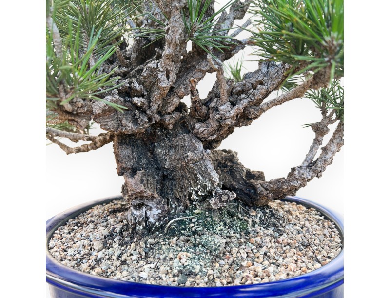 Pinus Thunbergii Corticosa - Pin Noir - 45 cm