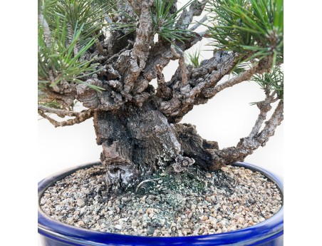 Pinus Thunbergii Corticosa - Zwarte den - 45 cm