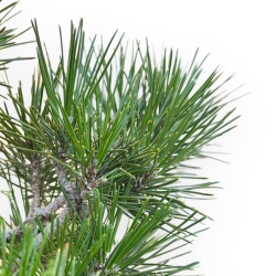 Pinus Thunbergii Corticosa - Pino Nero - 45 cm