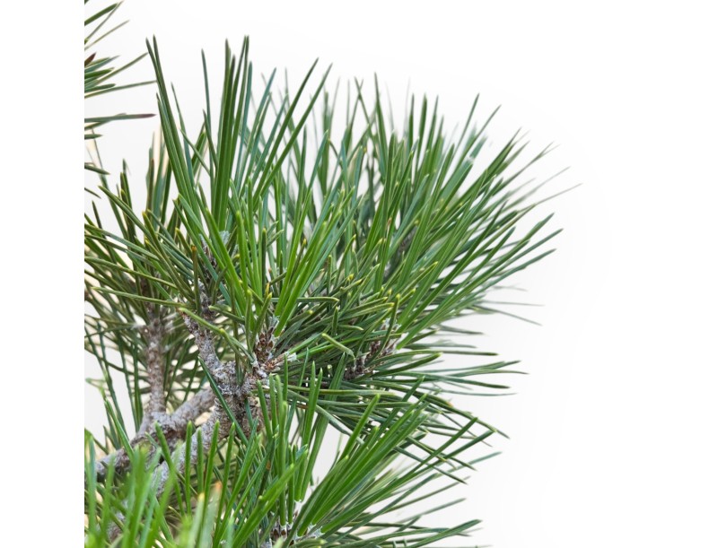 Pinus Thunbergii Corticosa - Pino Nero - 45 cm